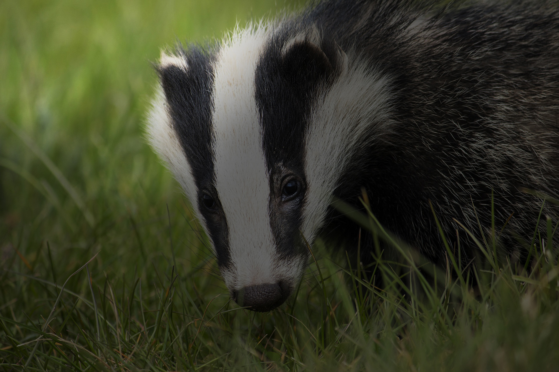 Badger Ecology Wales